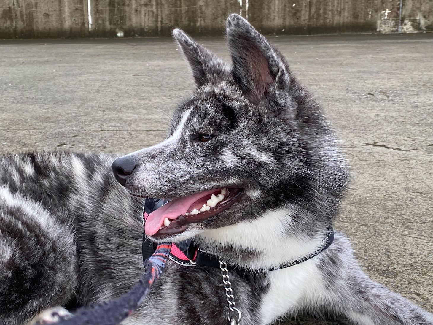 秋田犬のいちかちゃん