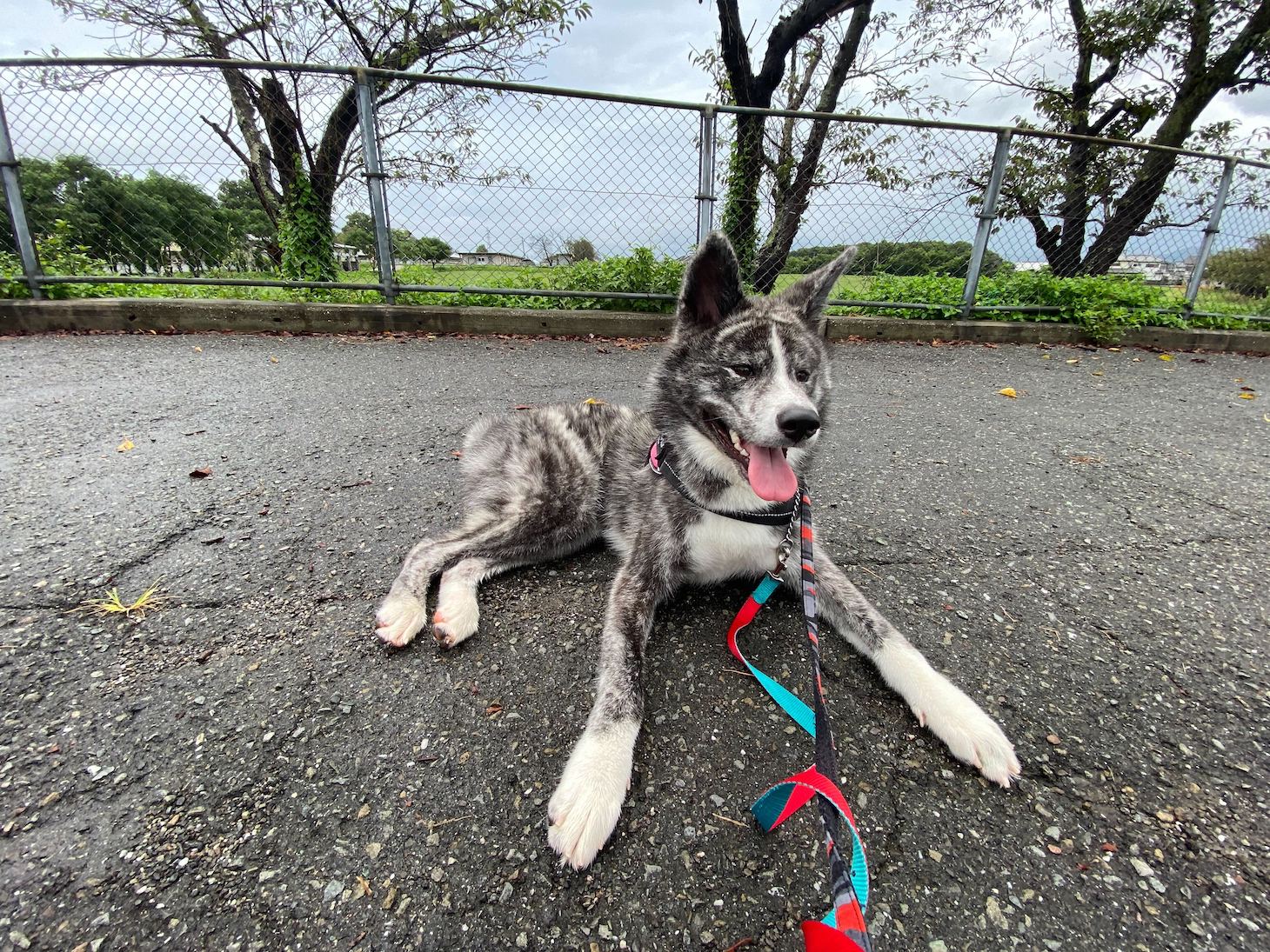 秋田犬のいちかちゃん