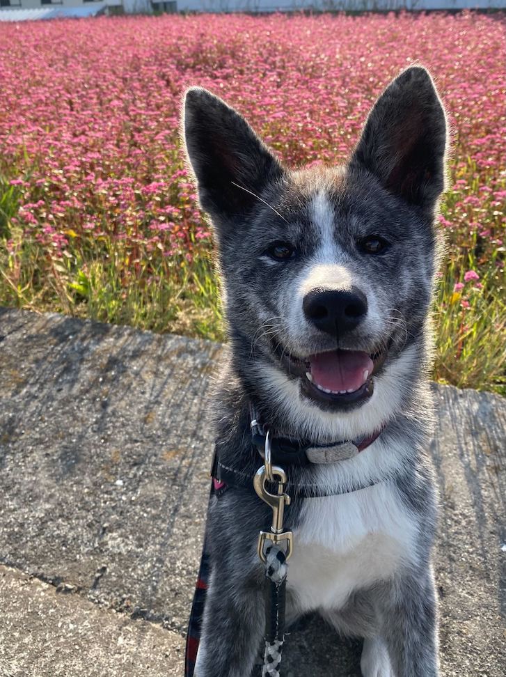 秋田犬のいちかちゃん