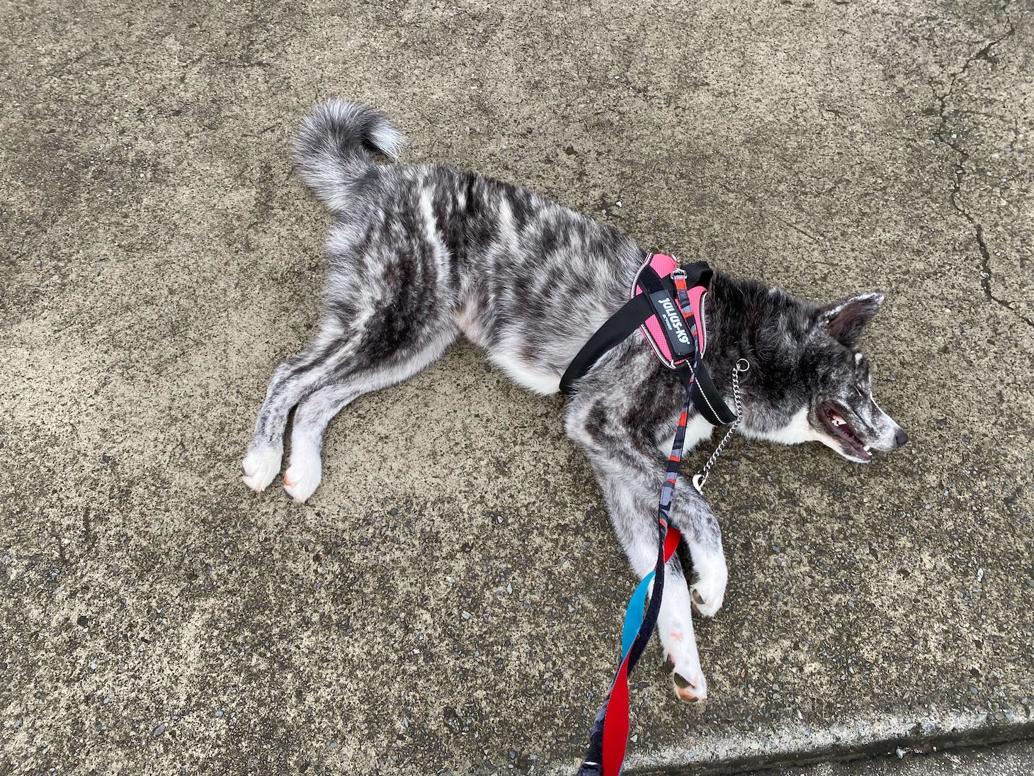 秋田犬のいちかちゃん