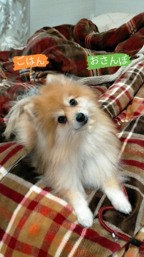 ごはんにする？？おさんぽにする？？

#犬のいる暮らし #犬スタグラム #ポメラニアン #犬好きな人と繋がりたい #首をかしげる犬